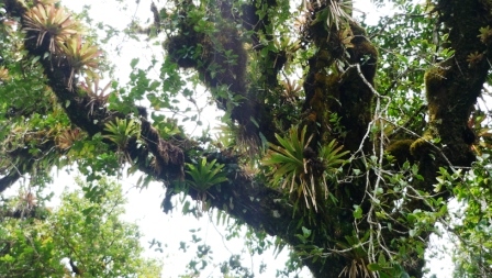 Bosque nuboso 4